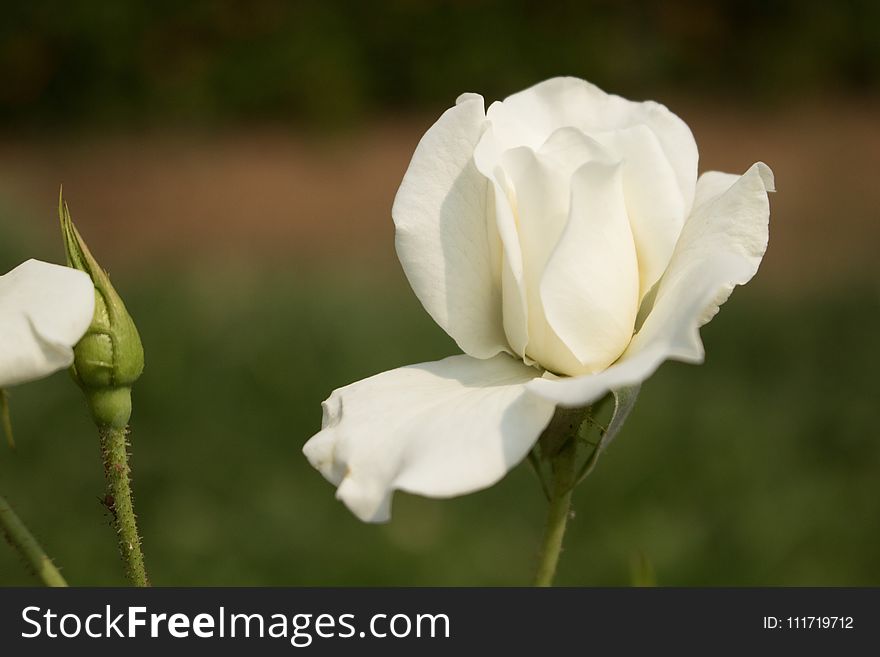 Flower, Rose Family, White, Rose