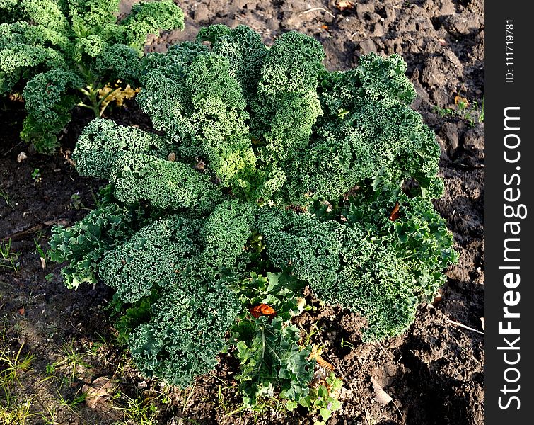 Leaf Vegetable, Vegetation, Plant, Kale