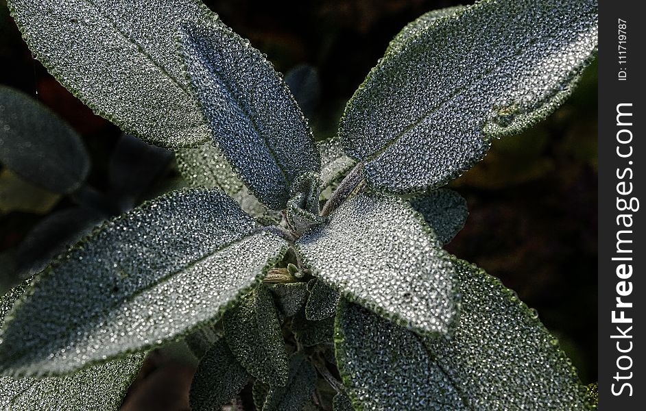 Flora, Plant, Leaf, Close Up