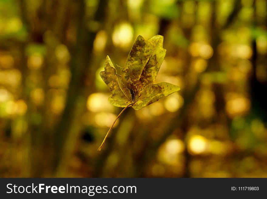 Vegetation, Leaf, Close Up, Macro Photography