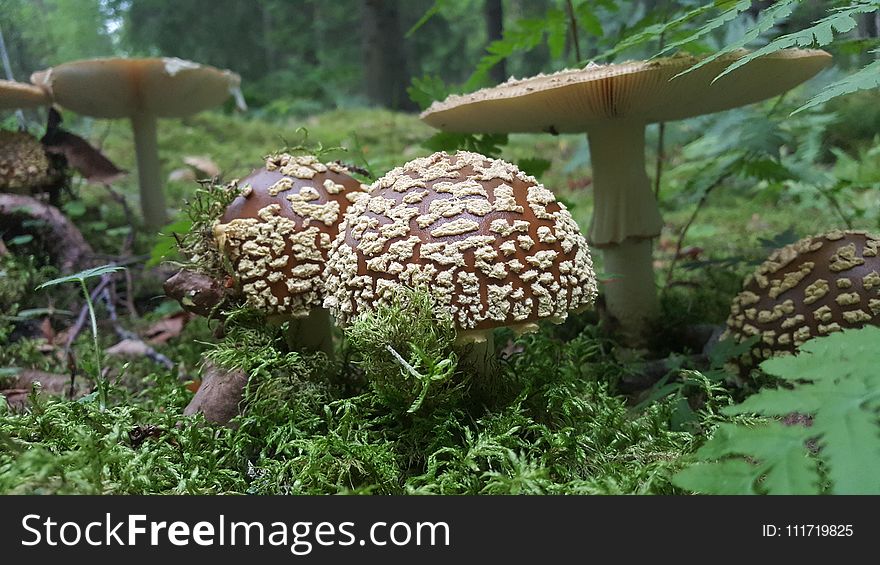 Mushroom, Fungus, Edible Mushroom, Penny Bun