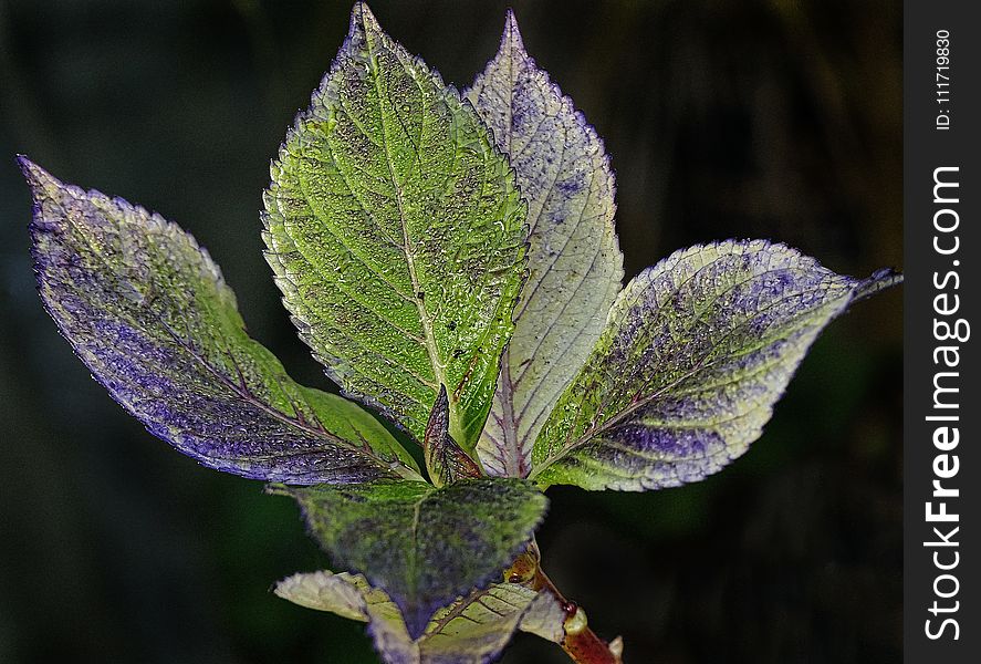 Leaf, Plant, Flora, Close Up