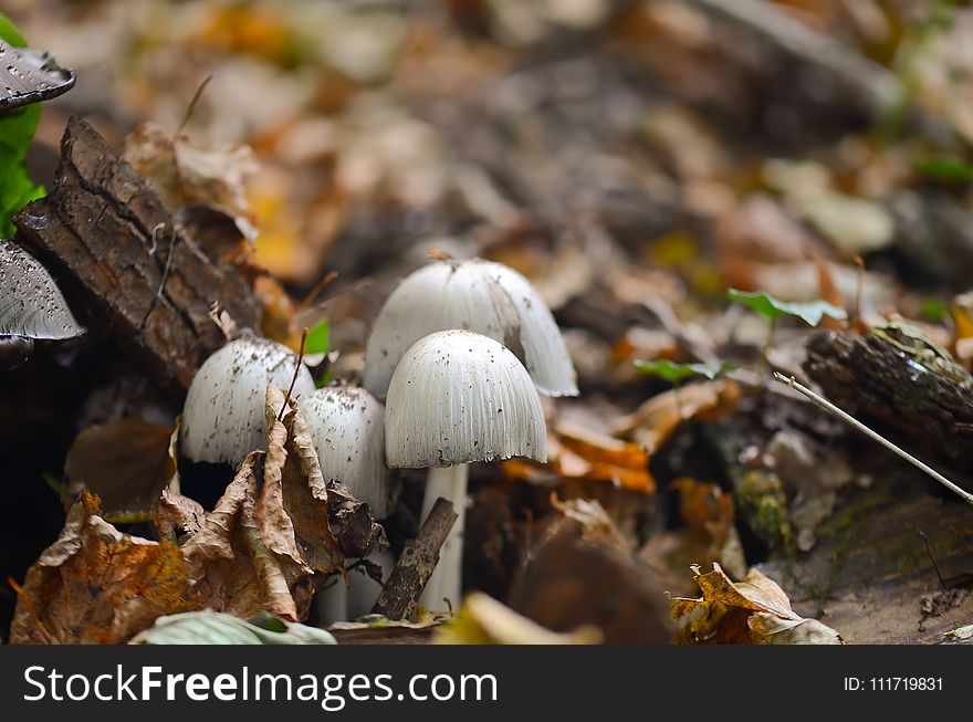 Fungus, Mushroom, Edible Mushroom, Penny Bun