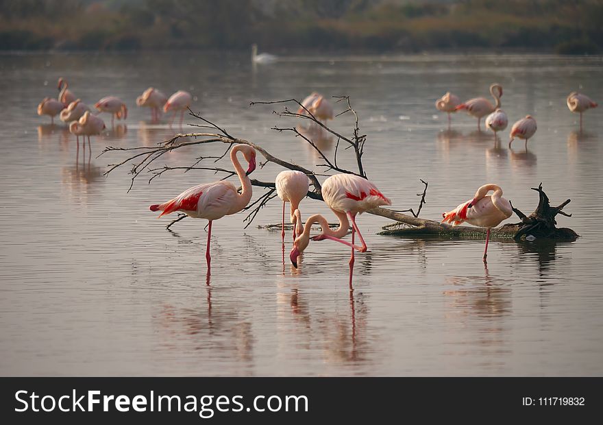 Bird, Flamingo, Water Bird, Fauna