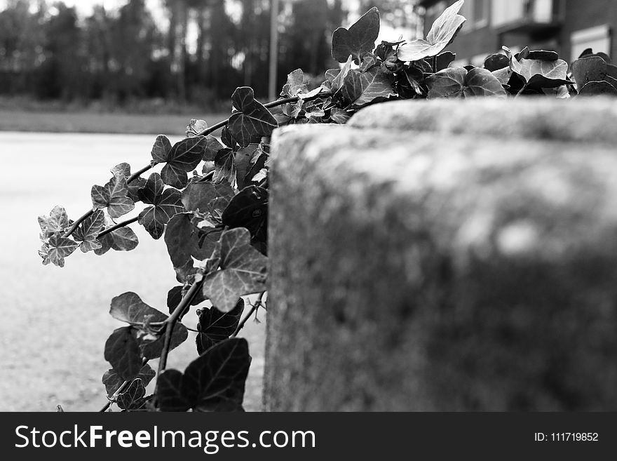 Black, Black And White, Monochrome Photography, Tree