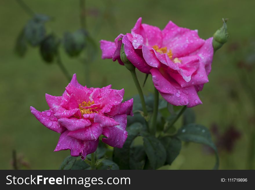 Flower, Rose Family, Plant, Pink