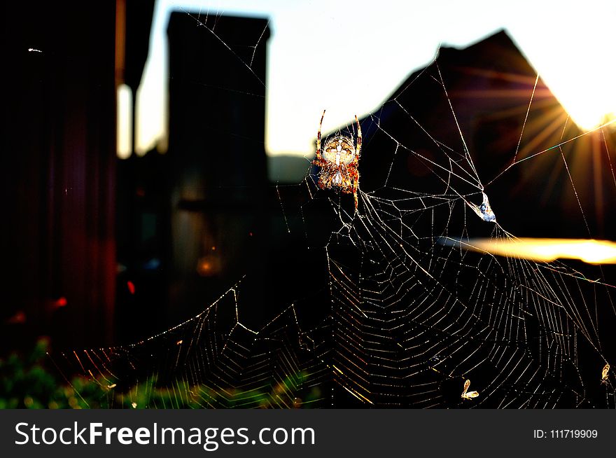 Spider Web, Light, Sunlight, Tree