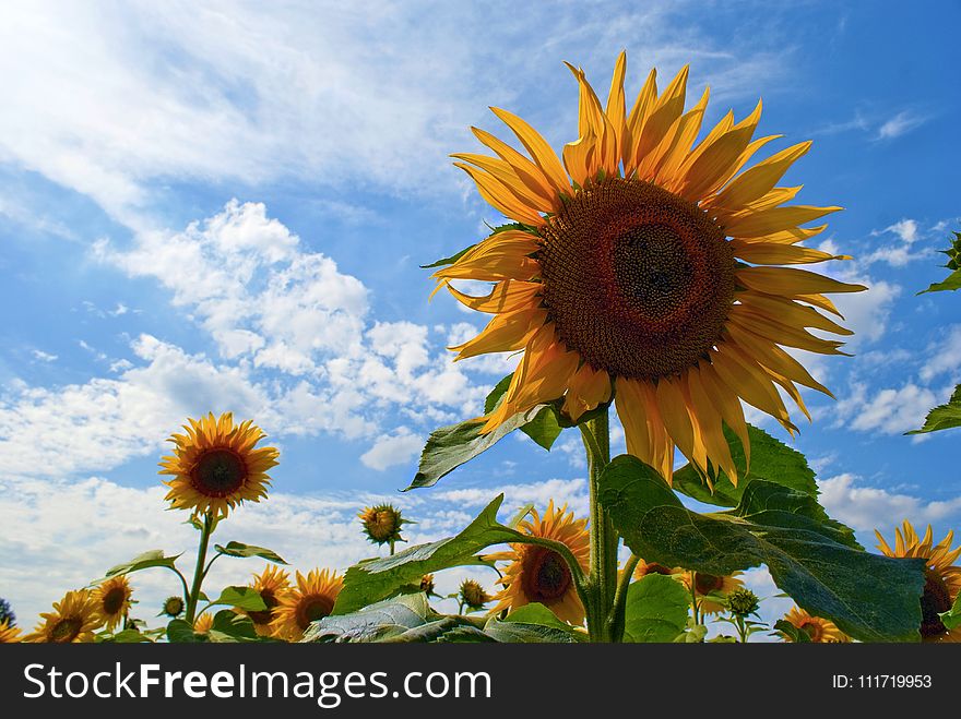 Flower, Sunflower, Sky, Flowering Plant