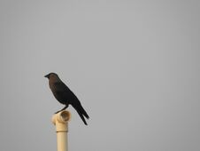 Indian Domestic Gray Crow Royalty Free Stock Photo