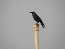 Indian Domestic Gray Crow Stock Images