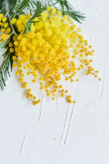 Floral Background: A Branch Of Mimosa On A Light Background, Copyspace For Your Text: Greeting Card, Blank, Mockup, Background For Stock Photos