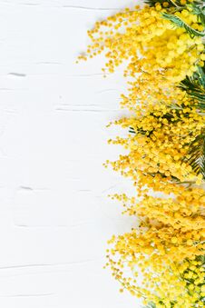 Floral Background: A Branch Of Mimosa On A Light Background, Copyspace For Your Text: Greeting Card, Blank, Mockup, Background For Stock Images