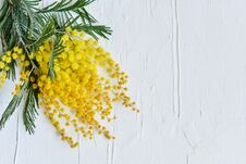 Floral Background: A Branch Of Mimosa On A Light Background, Copyspace For Your Text: Greeting Card, Blank, Mockup, Background For Stock Photo