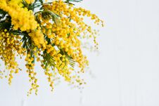 Branch Of A Mimosa On A Light Background, Copyspace For Your Text: Greeting Card, Blank, Mockup, Background For Greetings On Mothe Stock Image
