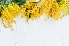Floral Background: A Branch Of Mimosa On A Light Background, Copyspace For Your Text: Greeting Card, Blank, Mockup, Background For Royalty Free Stock Photos