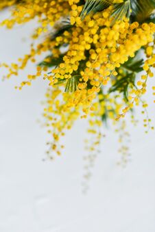 Branch Of A Mimosa On A Light Background, Copyspace For Your Text: Greeting Card, Blank, Mockup, Background For Greetings On Mothe Royalty Free Stock Images