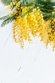 Floral Background: A Branch Of Mimosa On A Light Background, Copyspace For Your Text: Greeting Card, Blank, Mockup, Background For Stock Photo
