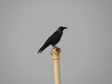 Indian Domestic Gray Crow Royalty Free Stock Photography