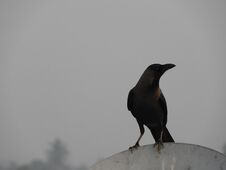 Indian Domestic Gray Crow Royalty Free Stock Images