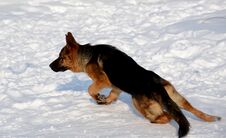 German Shepherd Running In The Snow Stock Photos