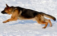 German Shepherd Running In The Snow Stock Photography