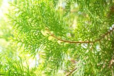 Closeup Pine Green Leaf For Background Royalty Free Stock Images