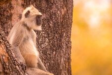 Langur Giving A Cute Look At The Visitors In The Forest Stock Photo Langur Giving A Cute Look At The Visitors In The Forest Stock Photo