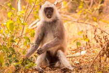Langur Giving A Cute Look At The Visitors In The Forest Stock Photos