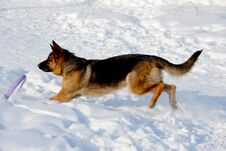 German Shepherd Playing In The Snow Royalty Free Stock Images