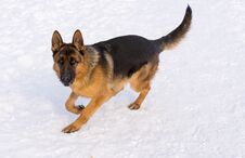 German Shepherd Running In The Snow Stock Image