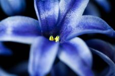 Blue Hyacint Close Up Macro Shot Royalty Free Stock Images Blue Hyacint Close Up Macro Shot Royalty Free Stock Images
