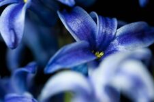 Blue Hyacint Close Up Macro Shot Stock Photography