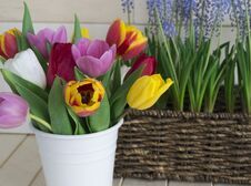 Tulips In A White Vase And Muscari In A Basket. Easter Composition. Stock Photography