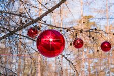 Larch Branches In Winter, Decorated For Christmas With Large Glass Red Balls, Against The Sky, Winter Festive Landscape Stock Photography