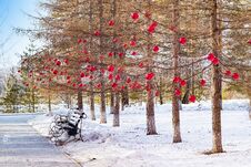 Larch Winter In The Park With Walkway And Benches, Decorated To Christmas Red Glass Balls, Royalty Free Stock Image