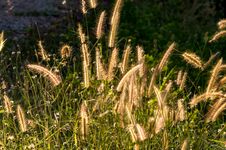 Grass Flower In Sunlight Stock Photos