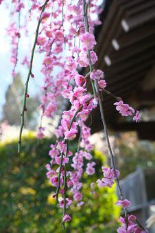 Pink Ume Blossom Or Plum Blossom, Harbinger Of The Arrival Of Spring In Japan Stock Photo