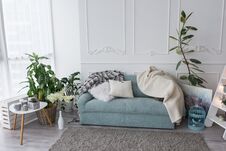 Blue Sofa In The Room. Few Pillows And Bedspreads Lie On The Couch In The Living Room, Near A Lot Of Greenery In The Pots Royalty Free Stock Image