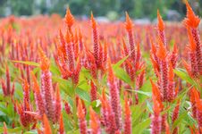 Red Celosia Argentea Flower In Nature Garden Royalty Free Stock Image