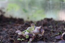 Small Seedlings Green And Red Oak Leaf Salad Vegetable Stock Photography