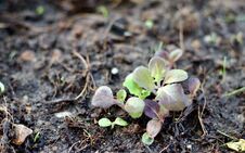 Small Seedlings Green And Red Oak Leaf Salad Vegetable Royalty Free Stock Images