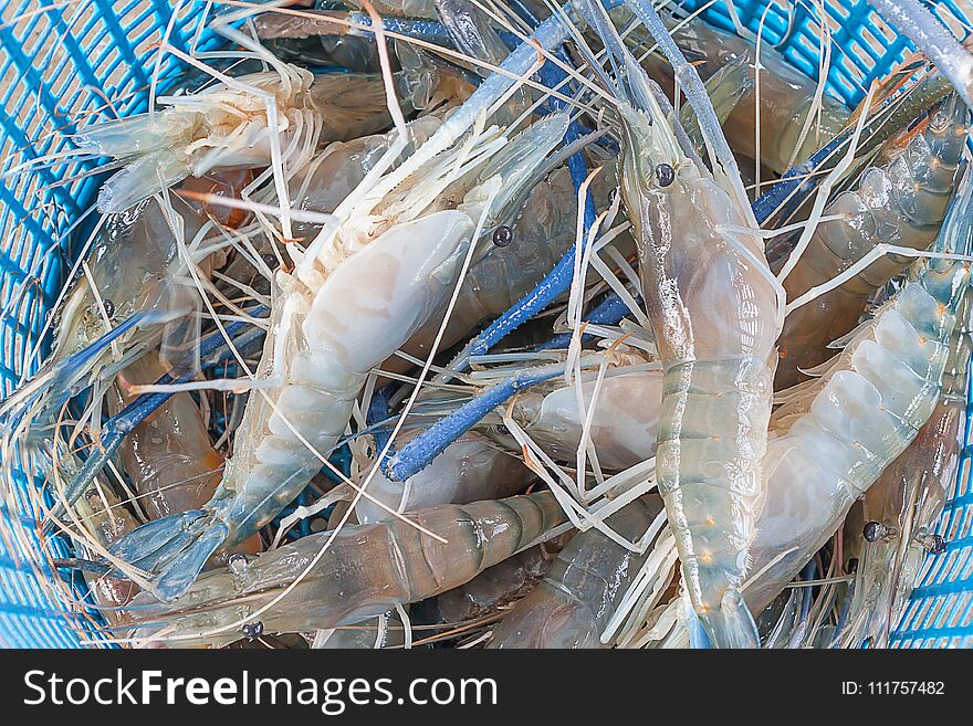 Fresh prawn in the blue basket. Fresh prawn in the blue basket