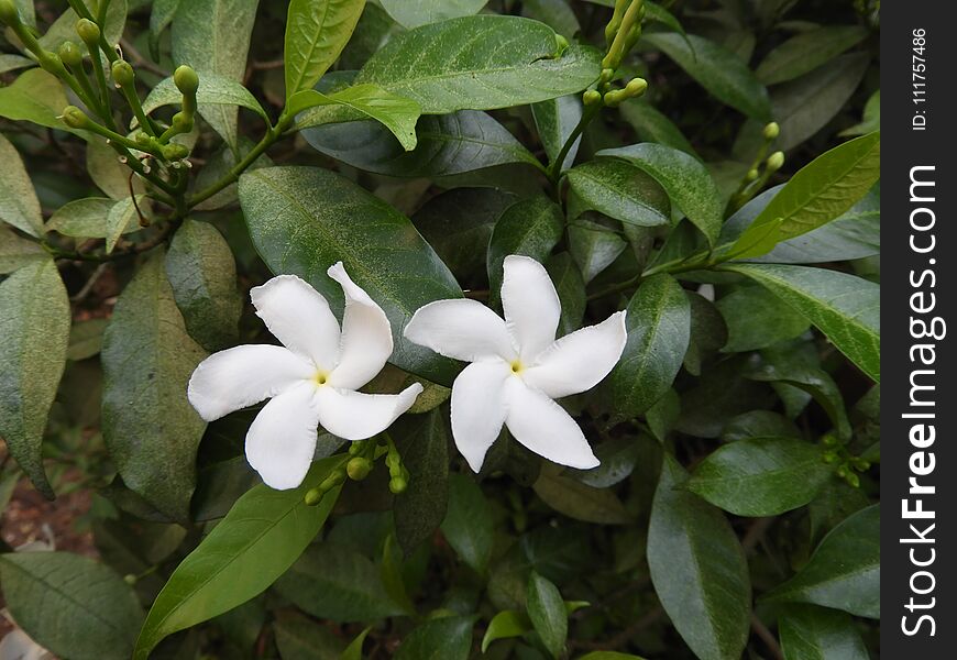 Pin wheel flower or crape jasmine