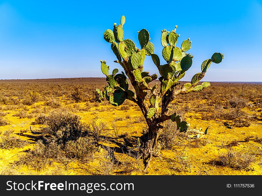 Old Prickly Pear Cactus in the semi desert Karoo Region of South Africa. Old Prickly Pear Cactus in the semi desert Karoo Region of South Africa