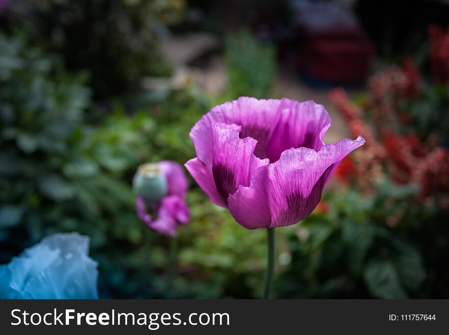 opium poppy flower was planted for the show in Hmong tribal village in a valley of Doi Pui to Doi Suthep National Park Chiang Mai Thailand. In the past hill tribe people have been occupied with opium. opium poppy flower was planted for the show in Hmong tribal village in a valley of Doi Pui to Doi Suthep National Park Chiang Mai Thailand. In the past hill tribe people have been occupied with opium.