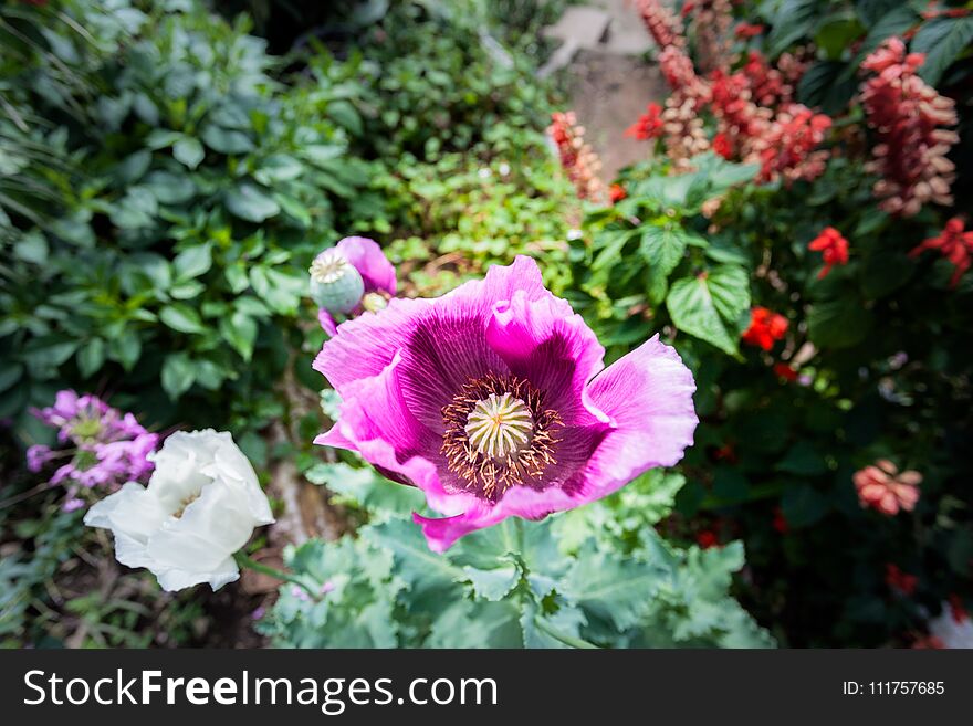 Opium can be extracted as heroin.