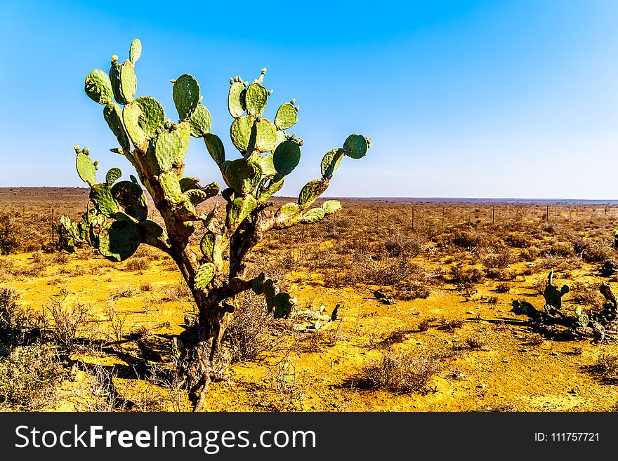 Old Prickly Pear Cactus in the semi desert Karoo Region of South Africa. Old Prickly Pear Cactus in the semi desert Karoo Region of South Africa