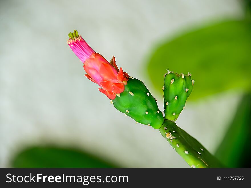 Cactus flower is odorless.