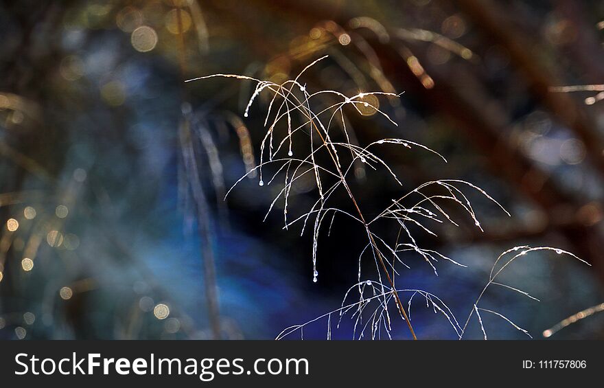 Light Reflection on the meadow in the ice cold morning