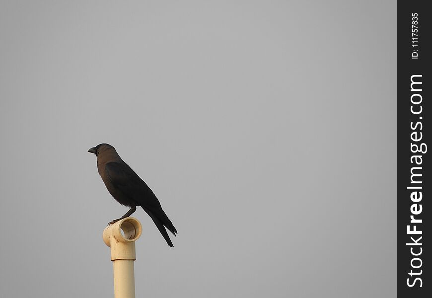Indian domestic gray crow